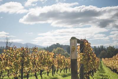 Upper Moutere – NelsonWedding.nz